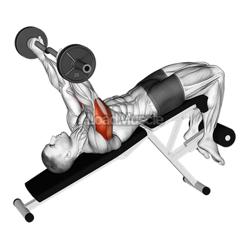 EZ Barbell Decline Triceps Extension