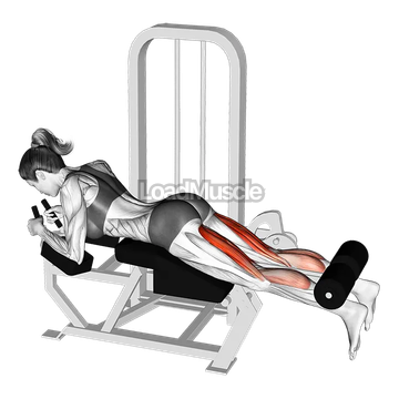 Lever Lying Leg Curl