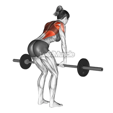 Barbell Bent Over Row