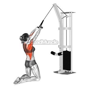 Cable High Row (kneeling rope attachment)