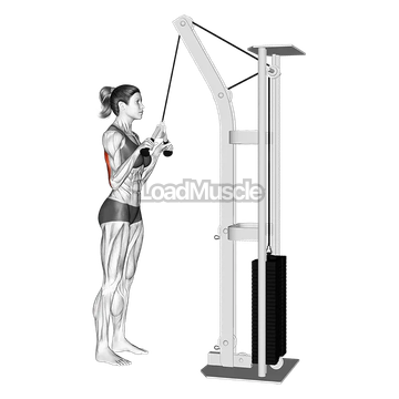 Cable-Triceps Pushdown (V-bar)