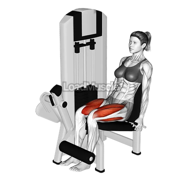 Lever Leg Extension