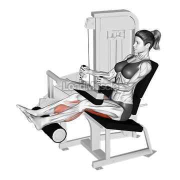 Lever Seated Leg Curl