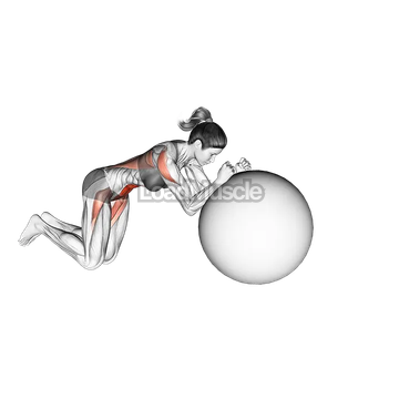 Stability Ball Rollout on Knees