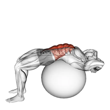Stability Ball Crunch (Full range hands behind head)