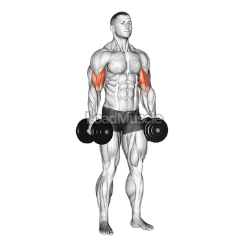 Dumbbell Standing Inner Biceps Curl
