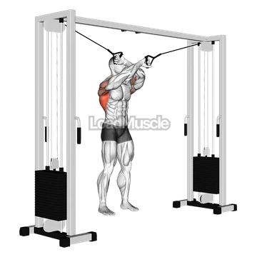 Cable Lat Pulldown Full Range Of Motion