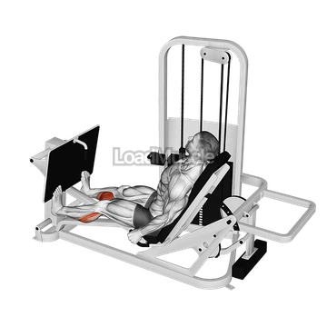 Lever Seated Calf Press
