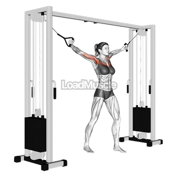 Cable Standing Up Straight Crossovers