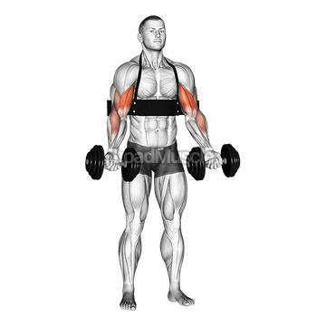 Dumbbell Biceps Curl (with arm blaster)