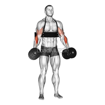 Dumbbell Hammer Curls (with arm blaster)