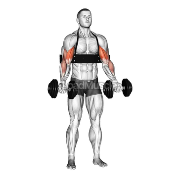 Dumbbell Alternate Biceps Curl (with arm blaster)