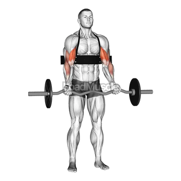 EZ-bar Biceps Curl (with arm blaster)