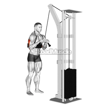 Cable Triceps Pushdown (V-bar) (with arm blaster)