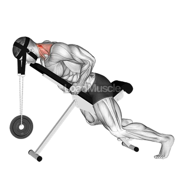 Weighted Lying Neck Extension (with head harness)