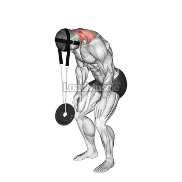 Weighted Standing Neck Extension (with head harness)