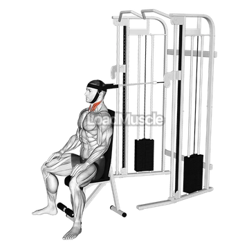 Cable Seated Neck Flexion (with head harness)