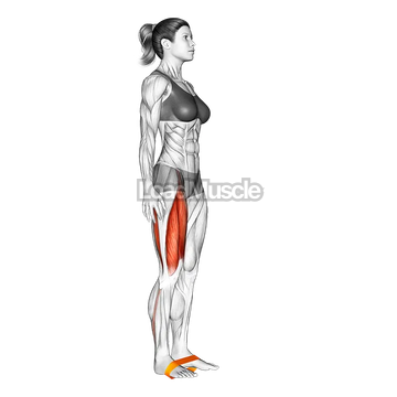 Resistance Band Leg Lift
