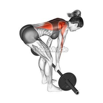 Barbell Reverse Grip Bent Over Row