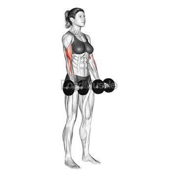 Dumbbell Biceps Curl