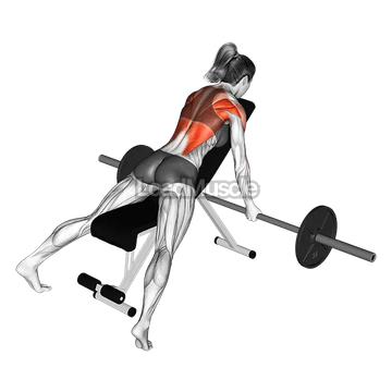 Barbell Reverse Grip Incline Row