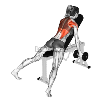 Dumbbell Reverse Grip Incline Row