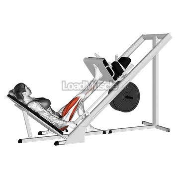 Sled 45 degrees One Leg Press