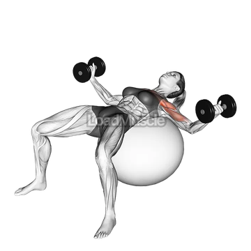 Dumbbell Fly on Exercise Ball