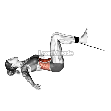 Cable Reverse Crunch