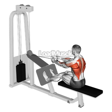 Cable Seated Row with V bar