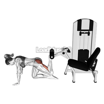 Lever Kneeling Reverse Hyperextension