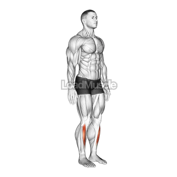 Ankle - Dorsal Flexion