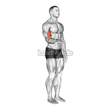 Forearm - Supination