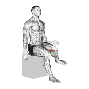 Hip - Lateral Rotation (External Rotation)