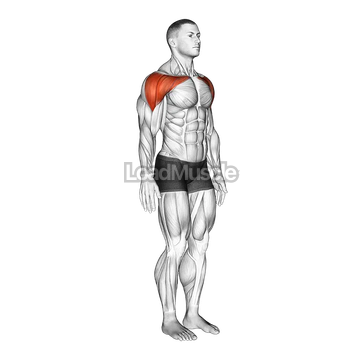 Shoulder - Abduction