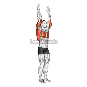 Shoulder - Extension