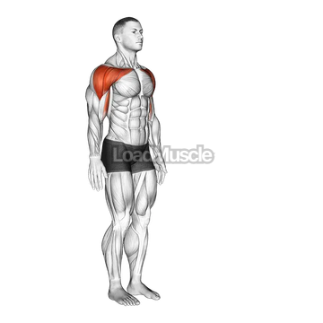 Shoulder - Flexion