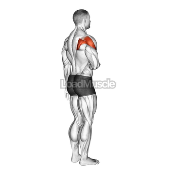 Shoulder - Lateral Rotation (External Rotation)