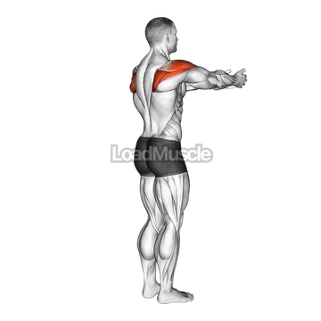 Shoulder - Transverse Abduction