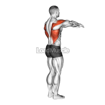 Shoulder - Transverse Extension