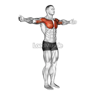 Shoulder - Transverse Flexion