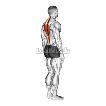 Spine (Lumbar) - Extension