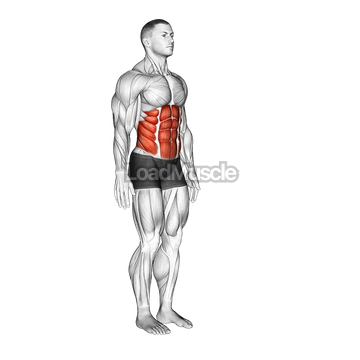 Spine (Lumbar) - Flexion