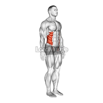 Spine (Lumbar) - Lateral Flexion