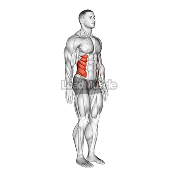 Spine (Lumbar) - Rotation