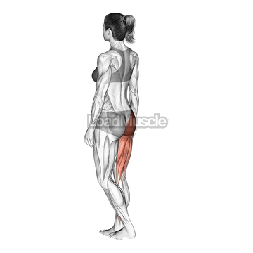 Single Leg Bodyweight Deadlift with Arm and Leg Extended