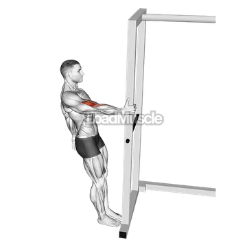 Bodyweight Standing Biceps Curl