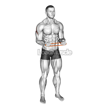 Resistance Band Pullapart (Supination at 90 Degrees)