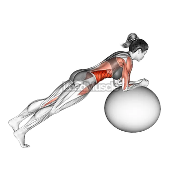 Stability Ball Rounded Rollout