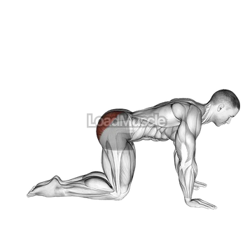 Bent Leg Kickback (kneeling)